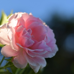 London/Forest Hill/DSC_3186.JPG